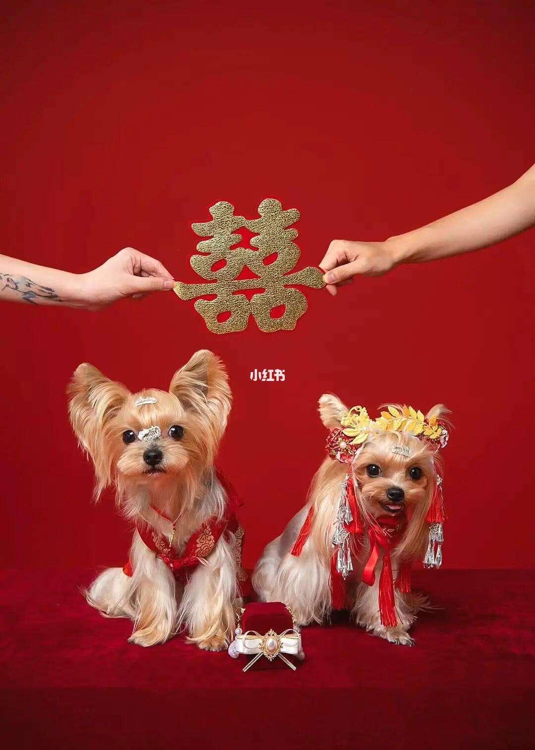 “汪星人大婚记：狗界网红上台抢镜，科技范儿婚礼嗨翻天”