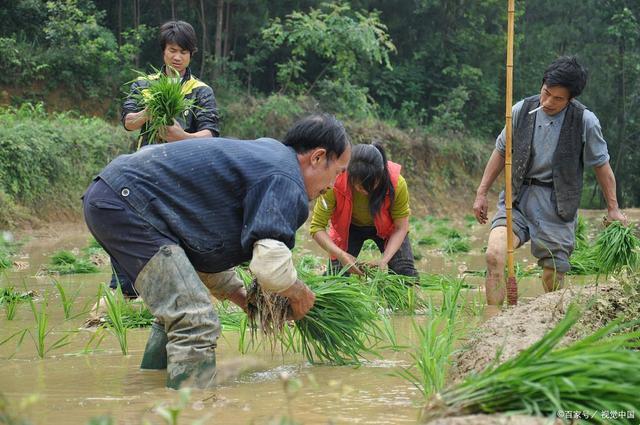 耕云播雨，笑傲江湖！30种插秧法，科技界的嬉笑怒骂大观园
